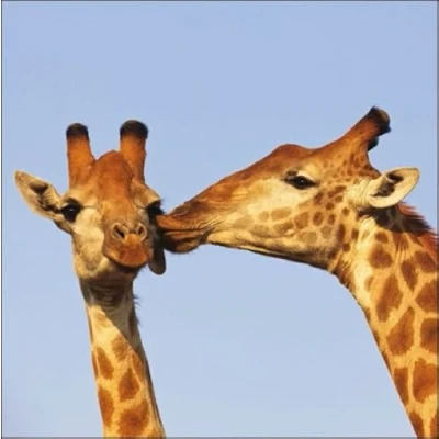Image of Woodmansterne General Male/Female Open Birthday/Blank Card for Men/Women Big Kisses Cute Giraffe Pair Eco Friendly and Recyclable