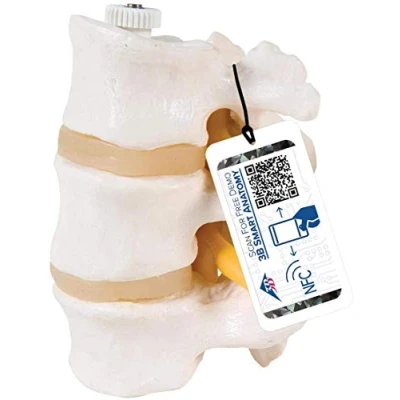 Image of 3B Scientific A76/8 3 Lumbar Vertebrae Flexibly Mounted + free Anatomy App Smart