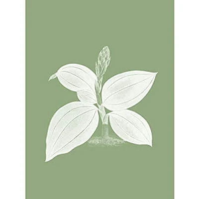 Image of Wee Blue Coo White and Green Exotic Flora Unframed Art Print Poster Wall Decor 12x16 inch