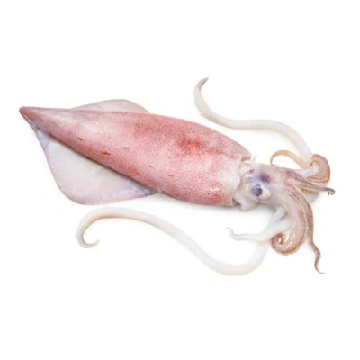 Image of Squid XXL 10kg