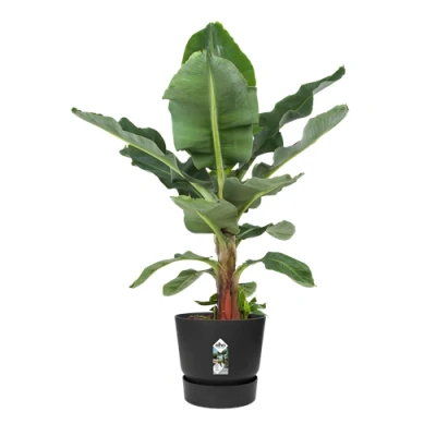 Image of Elho Greenville Round 55cm Living Black