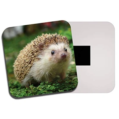 Image of DestinationVinyl 1 x Cute Hedgehog Fridge Magnet Wildlife Nature Wild Garden Animal 8205
