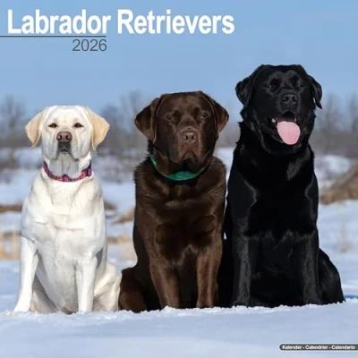 Image of Labrador Retrievers Calendar 2026