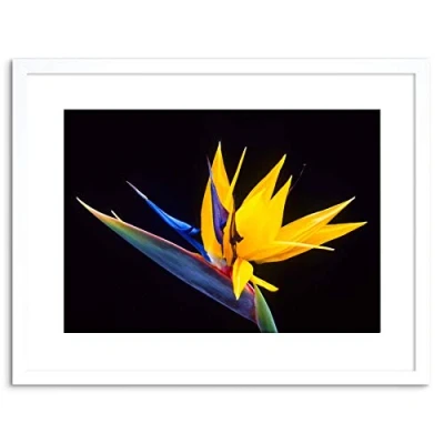 Image of Wee Blue Coo PHOTO NATURE PLANT FLOWER BIRD PARADISE EXOTIC BEAUTIFUL FRAMED PRINT F97X4246