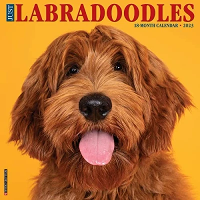 Image of Just Labradoodles 2023 Wall Calendar