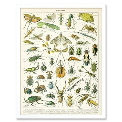 Image of Artery8 Millot Encyclopedia Page Insects Beetles Art Print Framed Poster Wall Decor 12x16 inch