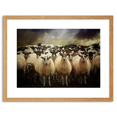 Image of Wee Blue Coo 9x7 &#039;&#039; SHEEP FLOCK FARM ANIMAL FRAMED ART PRINT PICTURE MOUNT PHOTO F97X1058
