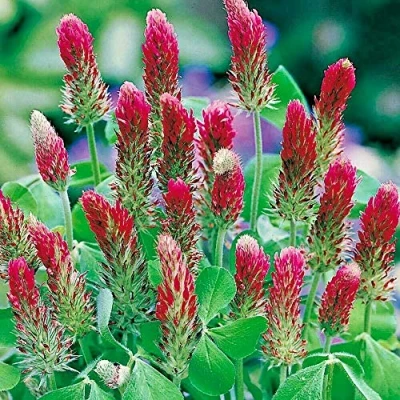 Image of 50g Seed of Crimson Clover Seeds Green Manure Organic Garden Wild Red