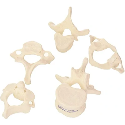Image of 3B Scientific 5 Vertebrae + free Anatomy App Smart Anatomy, A75/1
