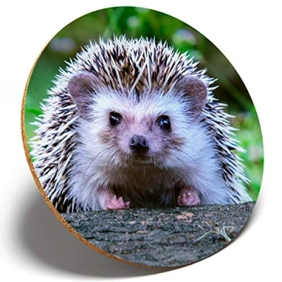 Image of 1 x Cute Cheeky Hedgehog Round Coaster Kitchen Student Kids #14322