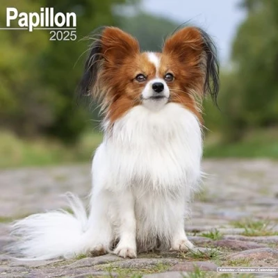 Image of Papillon 2025 Square Wall Calendar Dog Breed Calendar: Original Avonside Kalender [Mehrsprachig] [Kalender]
