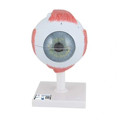 Image of 3B Scientific Eye Model, 5 Times Full Size, 6 Part + free Anatomy App Smart ,F10