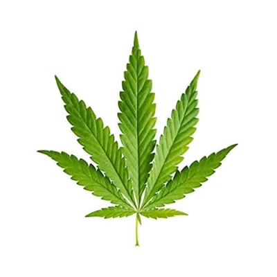 Image of TENNER.LONDON Set of 5 x Cannabis DIY Iron on Transfer marijuana plant leaf patch Weed hemp badge