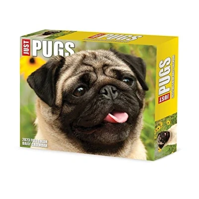 Image of Pugs 2023 Calendar