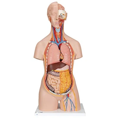 Image of 3B Scientific Classic Unisex Torso with Opened Neck and Back 18 Part + free Anatomy App Smart