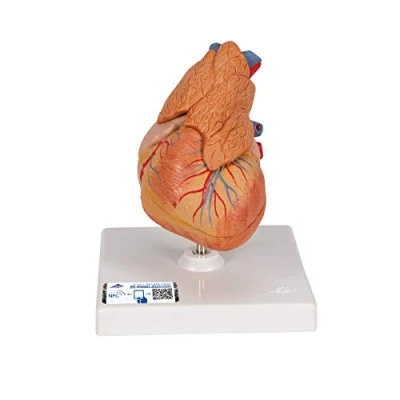 Image of 3B Scientific Human Anatomy Classic Heart Model with Thymus, 3 Part + free App Smart G08/1