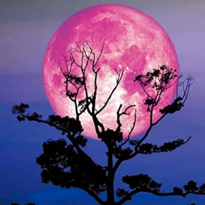 Image of OWN4B Cross Stitch Kits Stamped, Moon Night Tree Printed Pattern 11CT 14.2x14.2 inch DIY Embroidery Kit (Night)