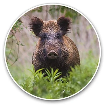 Image of 2 x 15cm Vinyl Stickers Wild Boar Sus Scrofa Hog Pig Piglet Animal Decals 24437