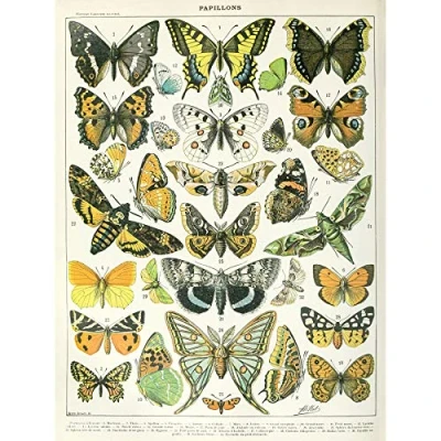 Image of Artery8 Millot Encyclopedia Page Butterflies Moths Large Wall Art Poster Print Thick Paper 18X24 Inch
