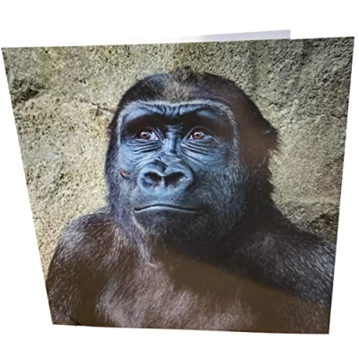 Image of Maturi Gorilla Photographic Blank Birthday Greetings Card, 15.5 x cm
