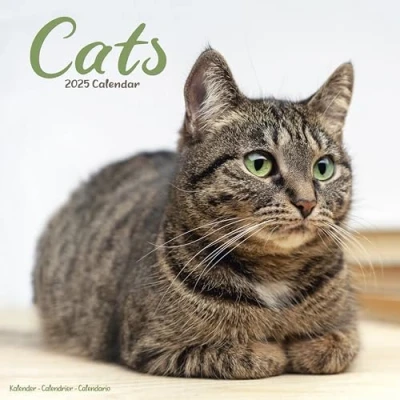 Image of Cats 2025 Square Wall Calendar (Cat English Edition): Original Avonside Kalender [Mehrsprachig] [Kalender]