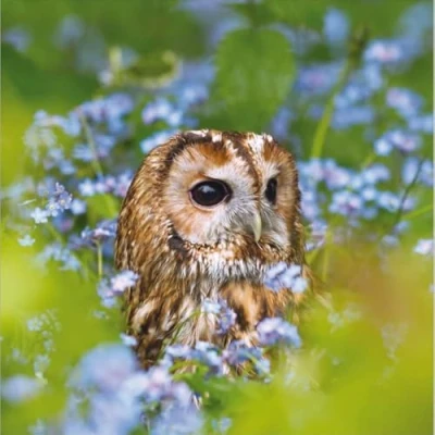 Image of Woodmansterne General Male/Female Blank/Birthday Charity Photographic Card &#039;Tawny Owl&#039; Sat Amongst Blue Flowers Eco Friendly &amp; Recyclable
