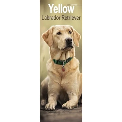 Image of Yellow Labrador Slim 2025 Slimline Wall Calendar Dog Breed Calendar: Original Avonside Kalender [Mehrsprachig] [Kalender]