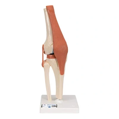 Image of 3B Scientific A82/1 Deluxe Functional Knee Joint Model + free Anatomy App Smart