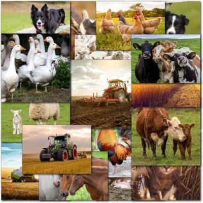 Image of Doodlecards Pack of 20 Mixed Farm Animals Birthday &amp; Blank Premium Greeting Cards