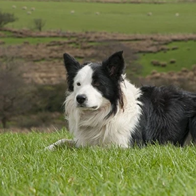 Image of Really Wild Cards Sheepdog Photograph With Sound Effect Greeting Card