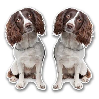 Image of 2 x 10cm Springer Spaniel Vinyl Stickers Decals Laptop Tablet Car Dog Gift #6291 (5cm Wide Tall)
