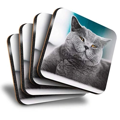 Image of Destination Vinyl ltd Great Coasters (Set of 4) Square Grey British Shorthair Cat Kitten Drink Glossy Coasters/Tabletop Protection for Any Table Type #45244
