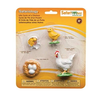 Image of Safari Life Cycle Of A Chicken