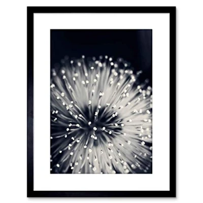 Image of Wee Blue Coo PHOTO NATURE PLANT FLOWER BLACK WHITE BEAUTIFUL HOME FRAMED PRINT F97X4247
