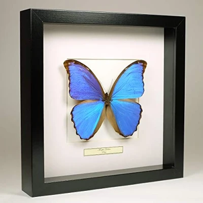 Image of De Museumwinkel.com Morpho Didius Giant Blue Real Taxidermy Butterfly Mounted Under Glass in Handmade Black Wooden Frame