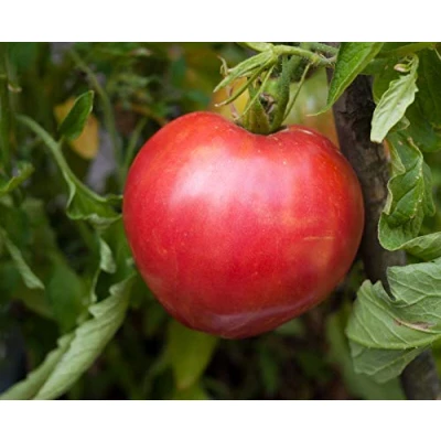 Image of 120 Seeds of Vegetable Tomato Oxheart Indeterminate Heirloom