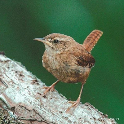 Image of Wren bird greeting card with sound