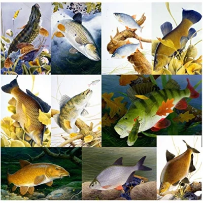Image of Freshwater fish greeting card pack multipack by Maurice Pledger