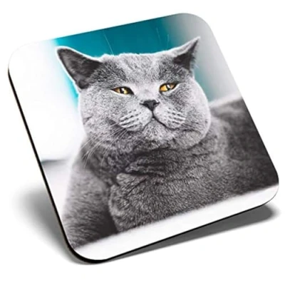 Image of Great Single Coaster Square Grey British Shorthair Cat Kitten Glossy Quality Coasters Tabletop Protection for Any Table Type #45244