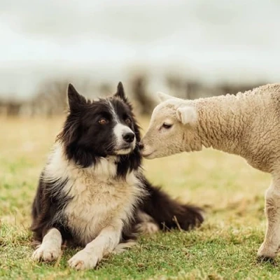 Image of Abacus Cards General Male/Female Blank/Birthday Card &#039;Border Collie &amp; Lamb&#039; Eco Friendly Recyclable From the BBC Countryfile Range