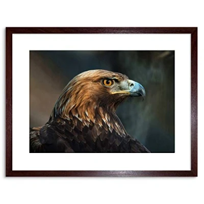 Image of Wee Blue Coo ANIMAL PHOTO BIRD PREY GOLDEN EAGLE HEAD FRAMED ART PRINT POSTER F97X11790