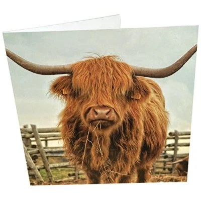 Image of Maturi Highland Cow Photographic Blank Birthday Greetings Card, 15.5 x cm