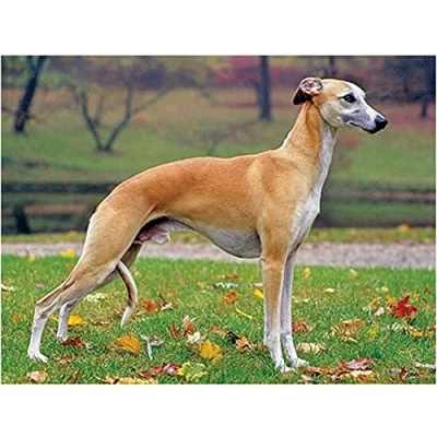 Image of DIY 5D Diamond Painting Kits Full Drill,Whippet Dog Paint by Numbers for Adults,Crystal Rhinestone Cross Stitch Embroidery Arts Crafts Home Wall Decor (30x40cm/12x16inch)