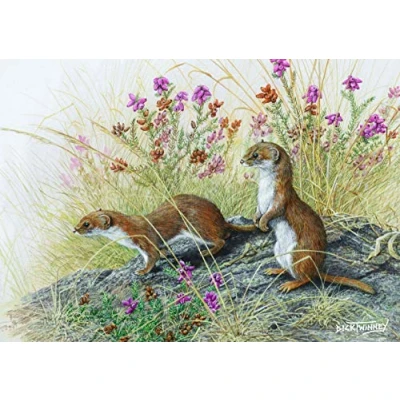 Image of Wildlife and nature greeting card. Weasels by Dick Twinney