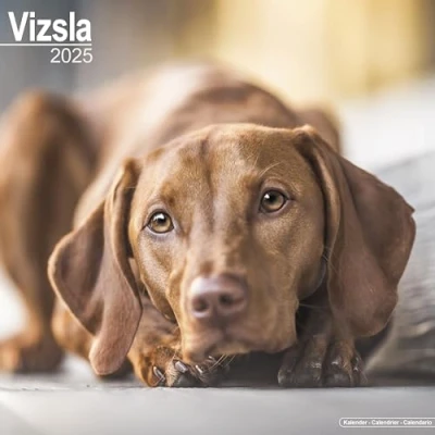 Image of Vizsla 2025 Square Wall Calendar Dog Breed Calendar: Original Avonside Kalender [Mehrsprachig] [Kalender]