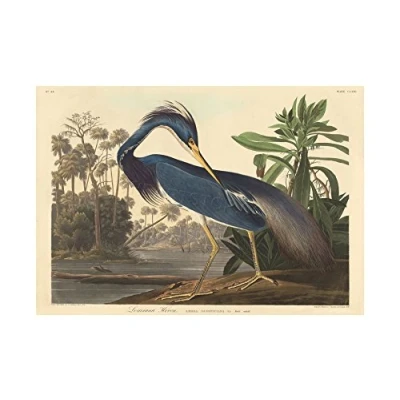 Image of Wee Blue Coo Painting Bird Audubon Louisiana Heron Wall Art Print