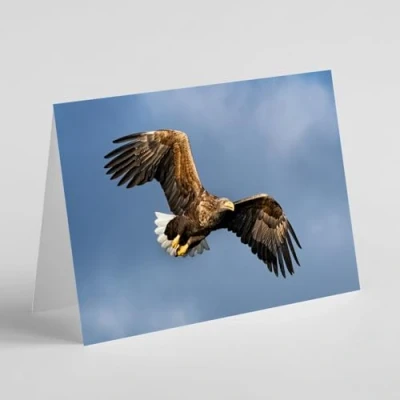 Image of Beebooh Golden eagle in flight birthday card