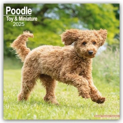 Image of Poodle (Toy &amp; Miniature) 2025 Square Wall Calendar Dog Breed Calendar: Original Avonside Kalender [Mehrsprachig] [Kalender]