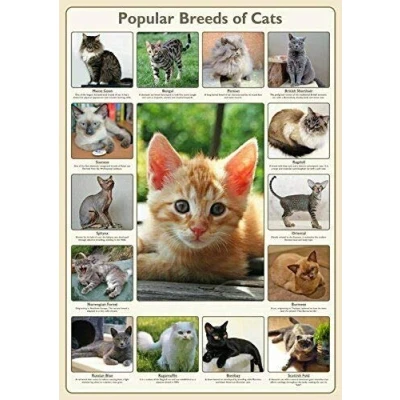 Image of Inga Popular Breeds Of Cats Wall Art Chart Poster Paper Home Decor Metal Sign 8x12 inches