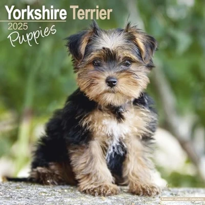 Image of Yorkshire Terrier Puppies 2025 Square Wall Calendar Dog Breed, Puppy Calendar: Original Avonside Kalender [Mehrsprachig] [Kalender]